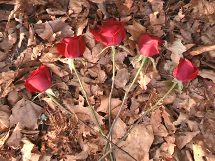 血色玫瑰剧照的剧照