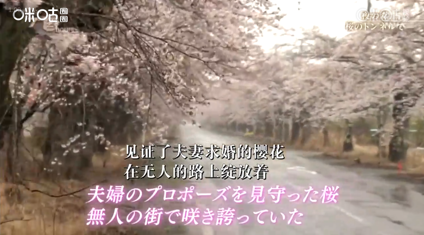 福岛夜之森 樱花隧道剧照的剧照