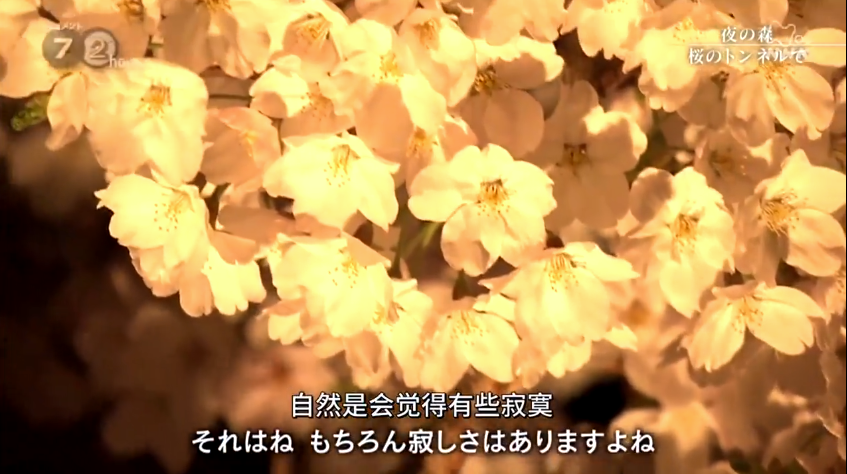 福岛夜之森 樱花隧道剧照的剧照