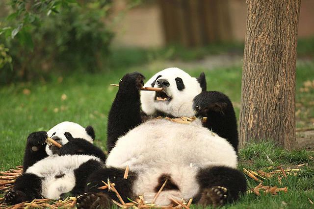 大熊猫51的故事剧照的剧照