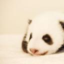 大熊猫51的故事剧照