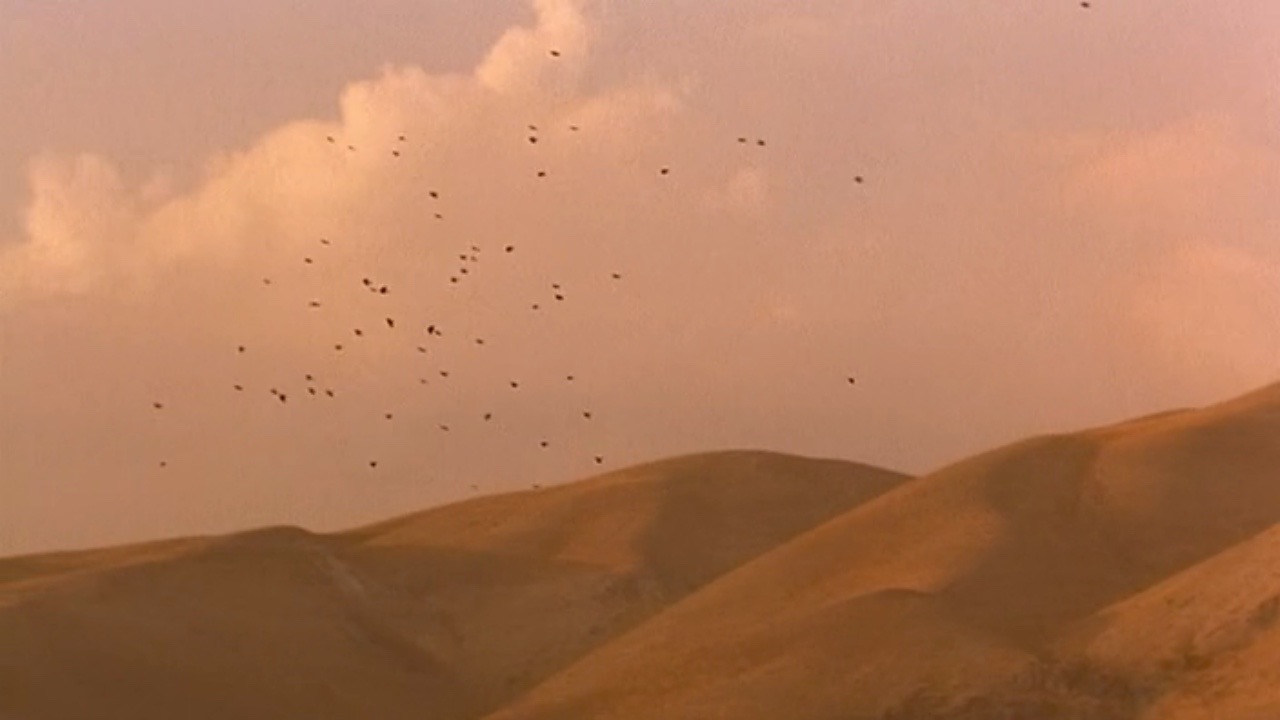 樱桃的滋味剧照的剧照