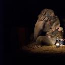 大象的眼泪剧照