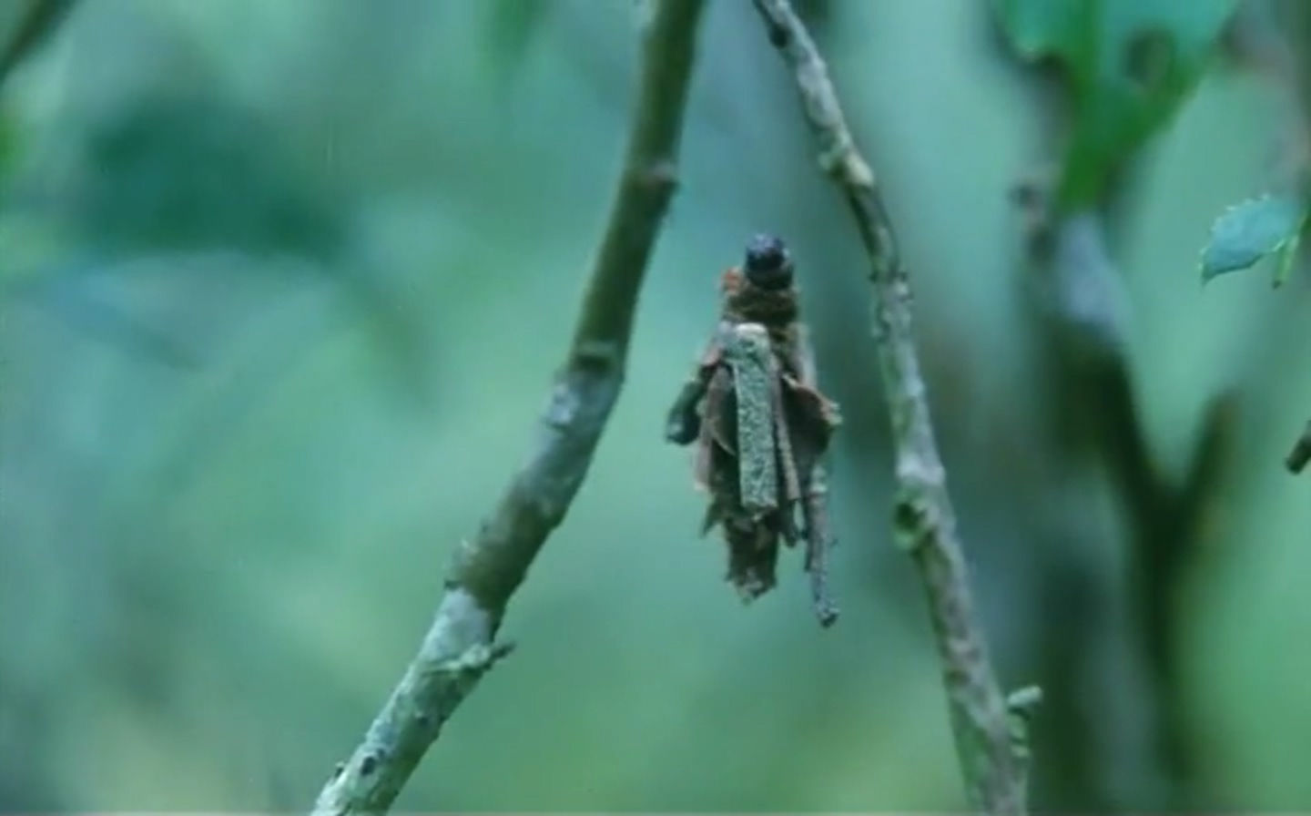 鲁冰花剧照的剧照