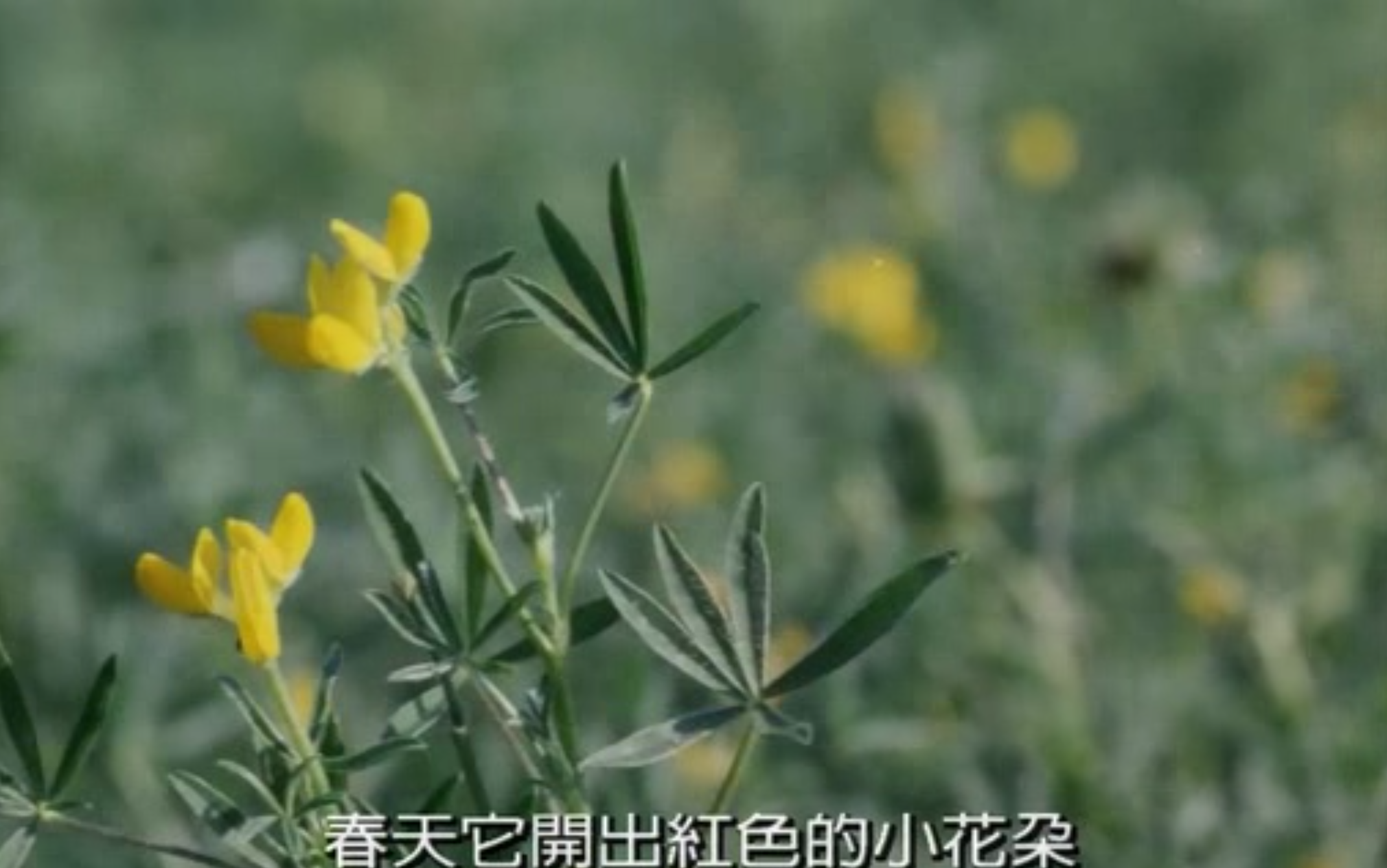 鲁冰花剧照的剧照