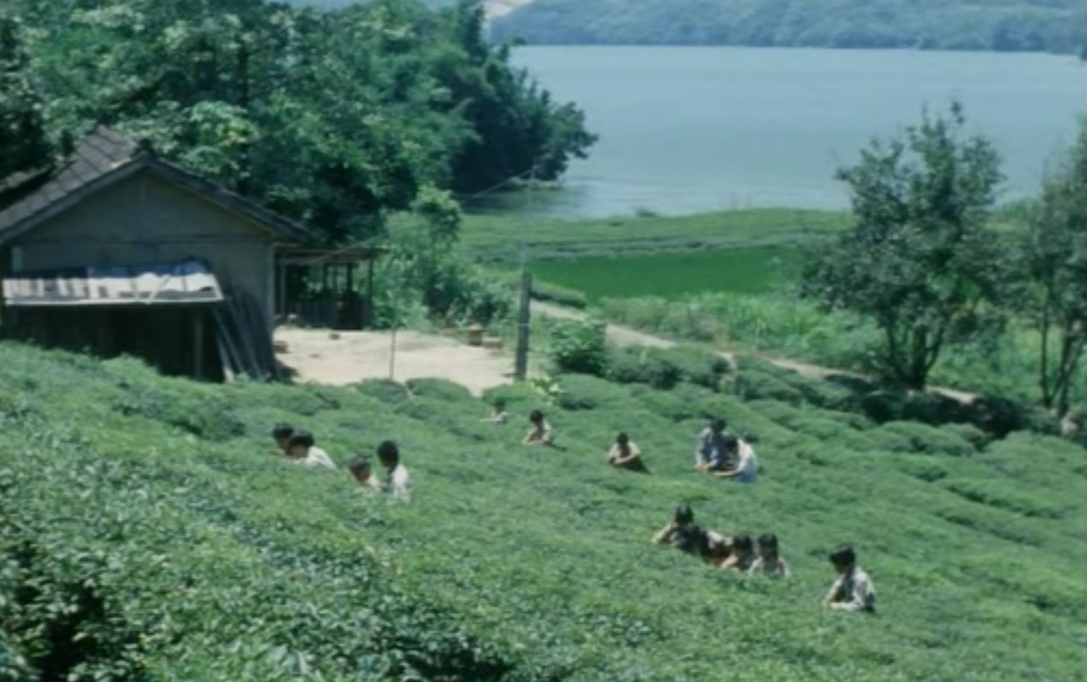 鲁冰花剧照的剧照