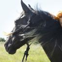 骏马奥斯温剧照