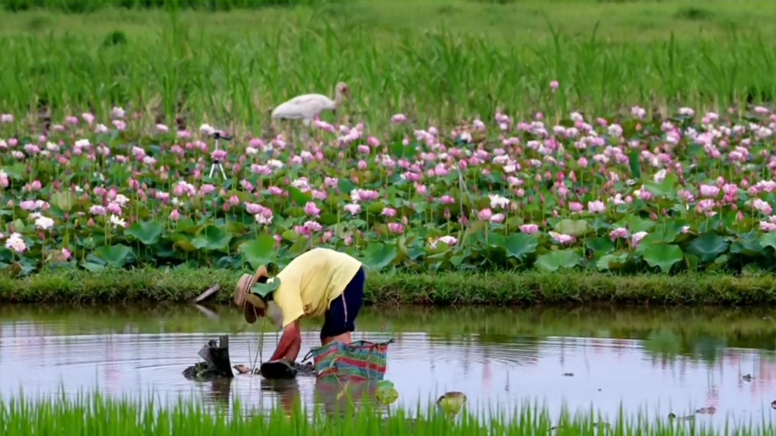 老鹰想飞剧照的剧照