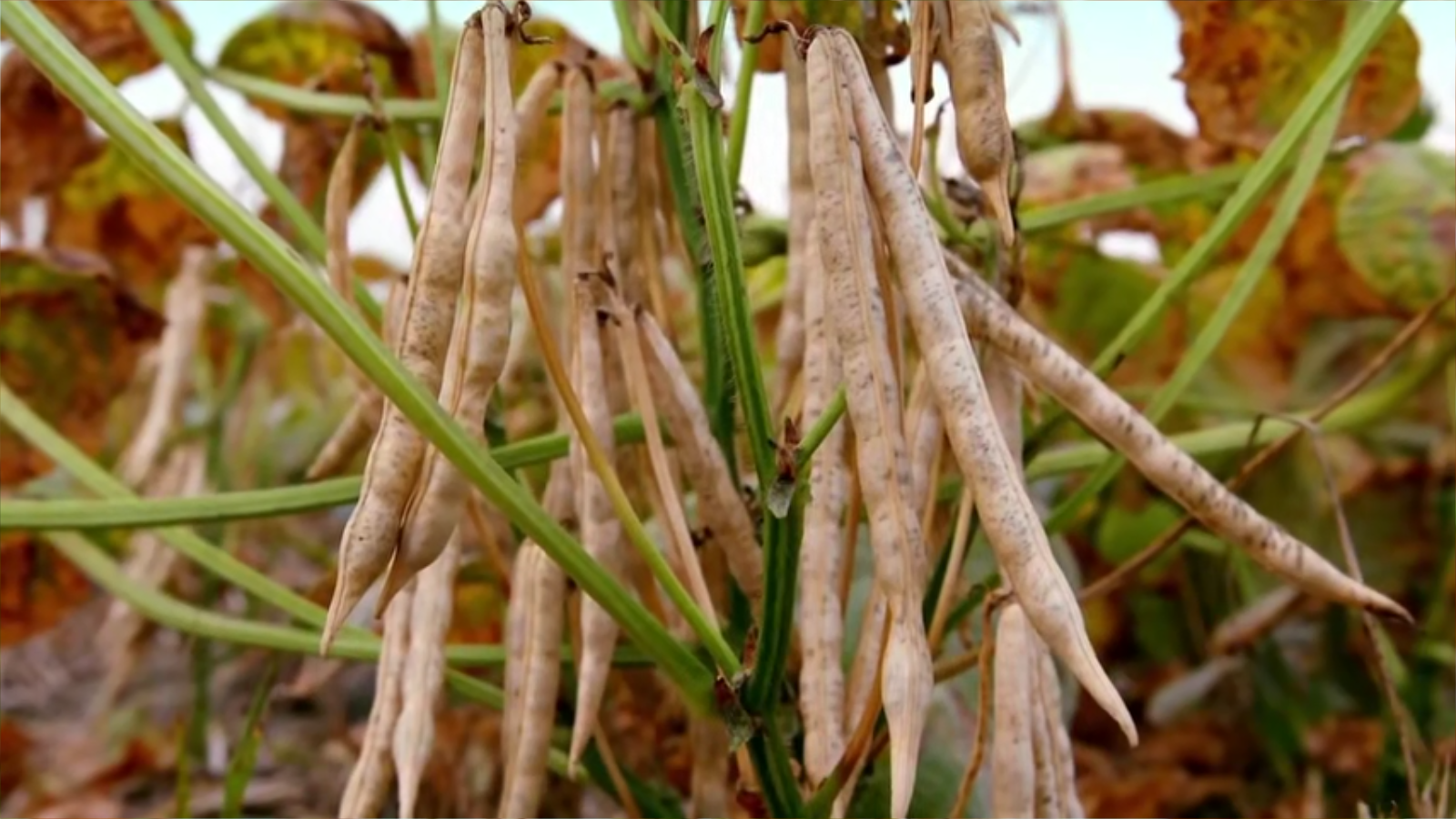 老鹰想飞剧照的剧照