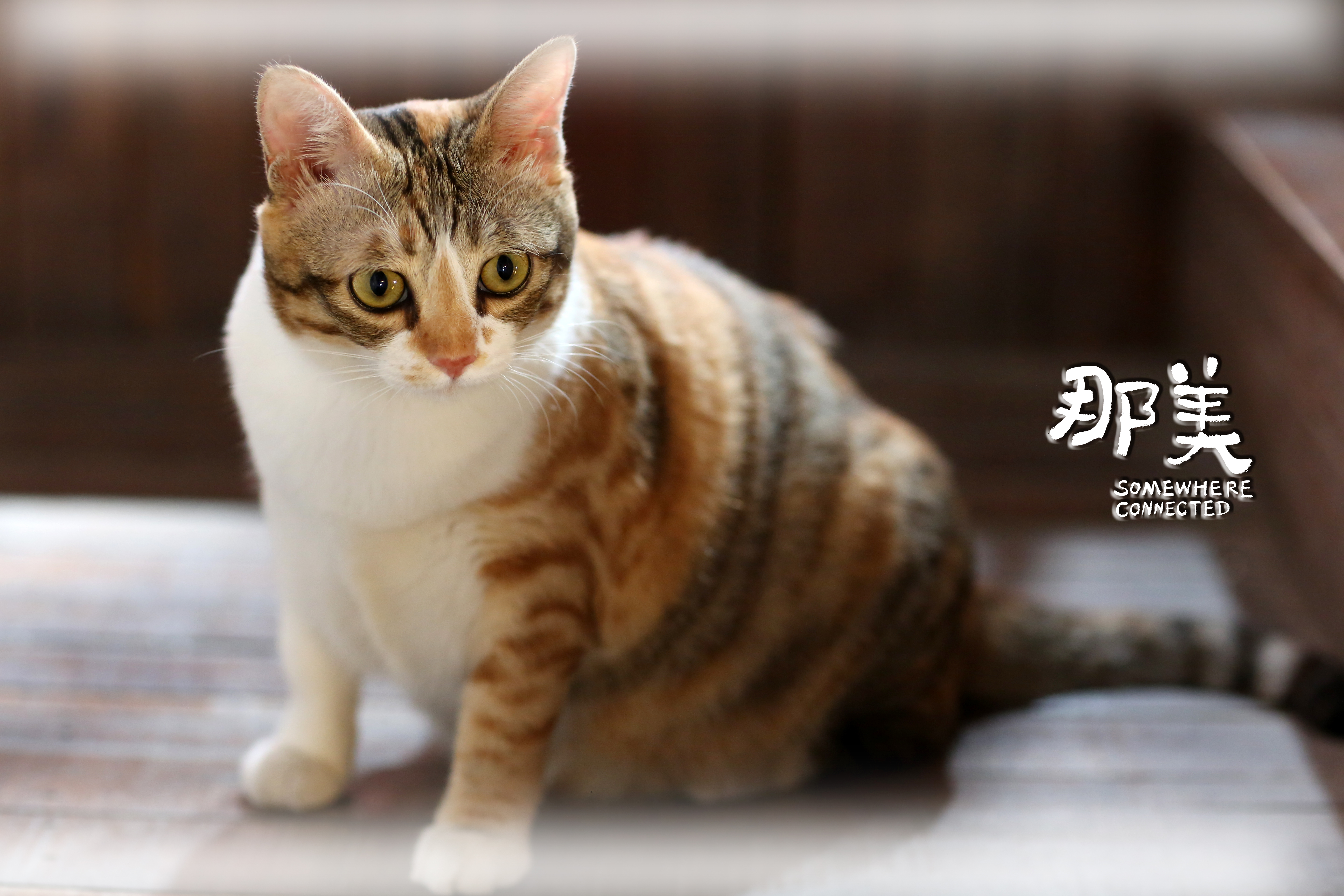 那美剧照的剧照