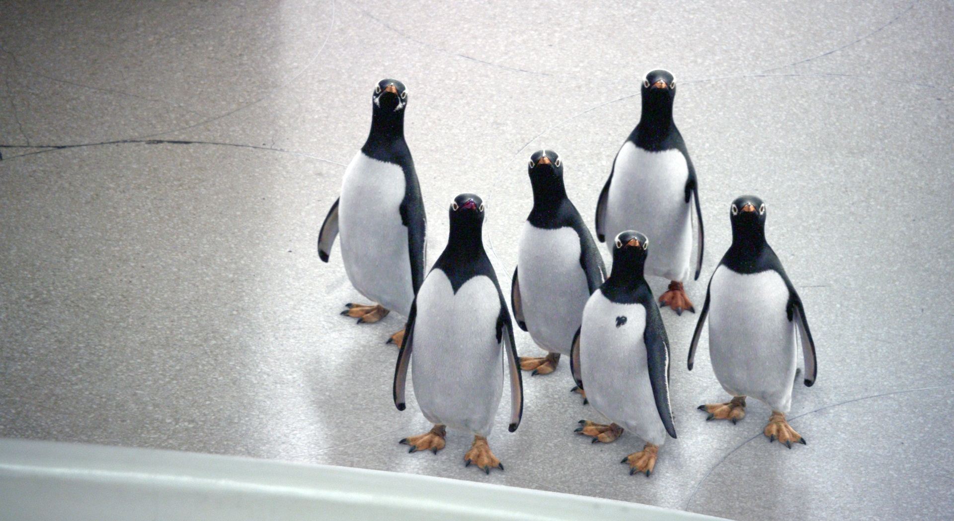 波普先生的企鹅剧照的剧照