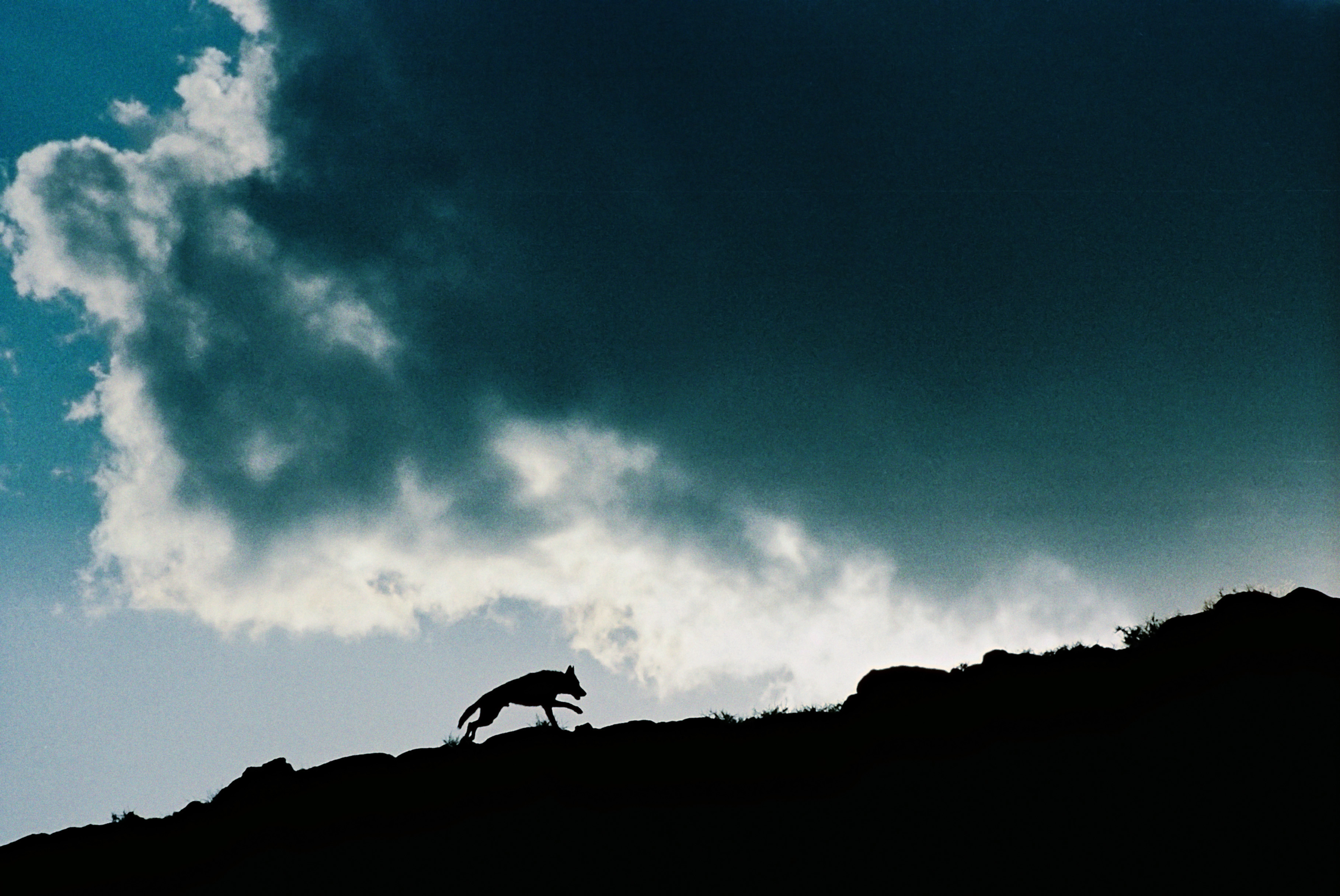 狼灾记剧照的剧照