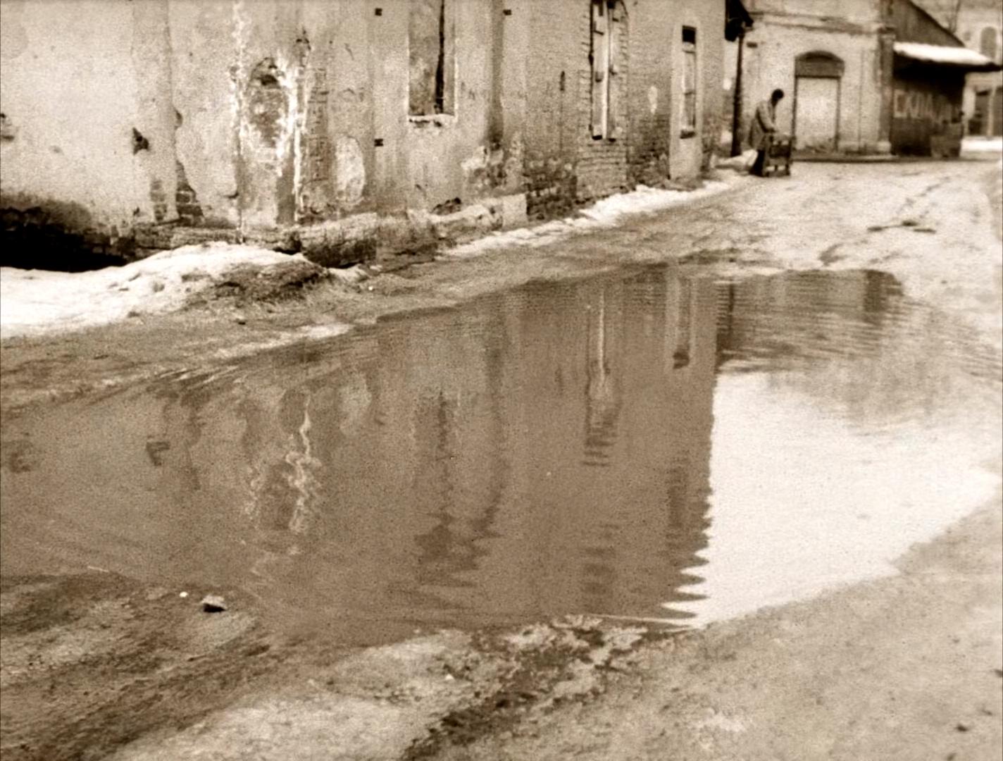 狗心剧照的剧照