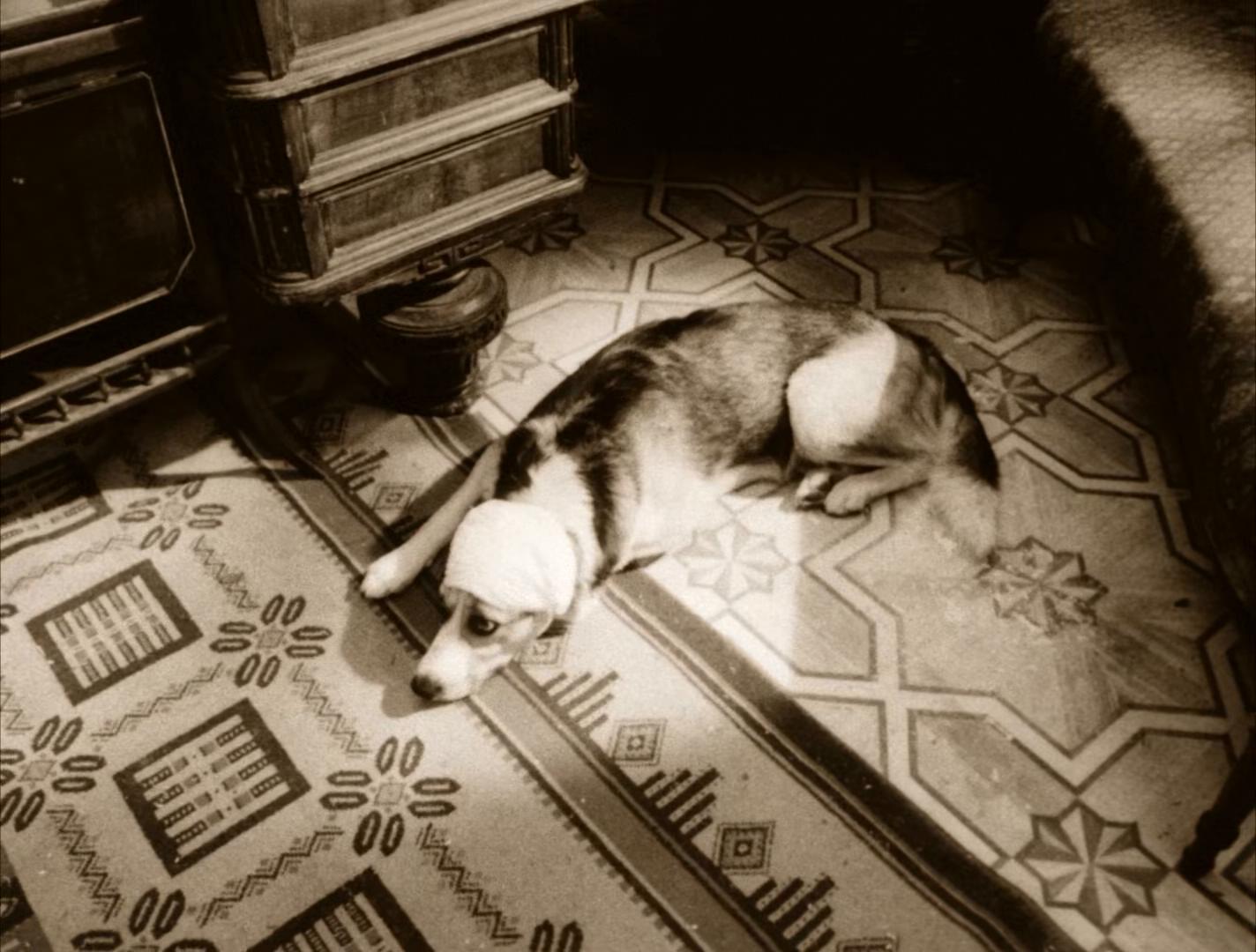 狗心剧照的剧照