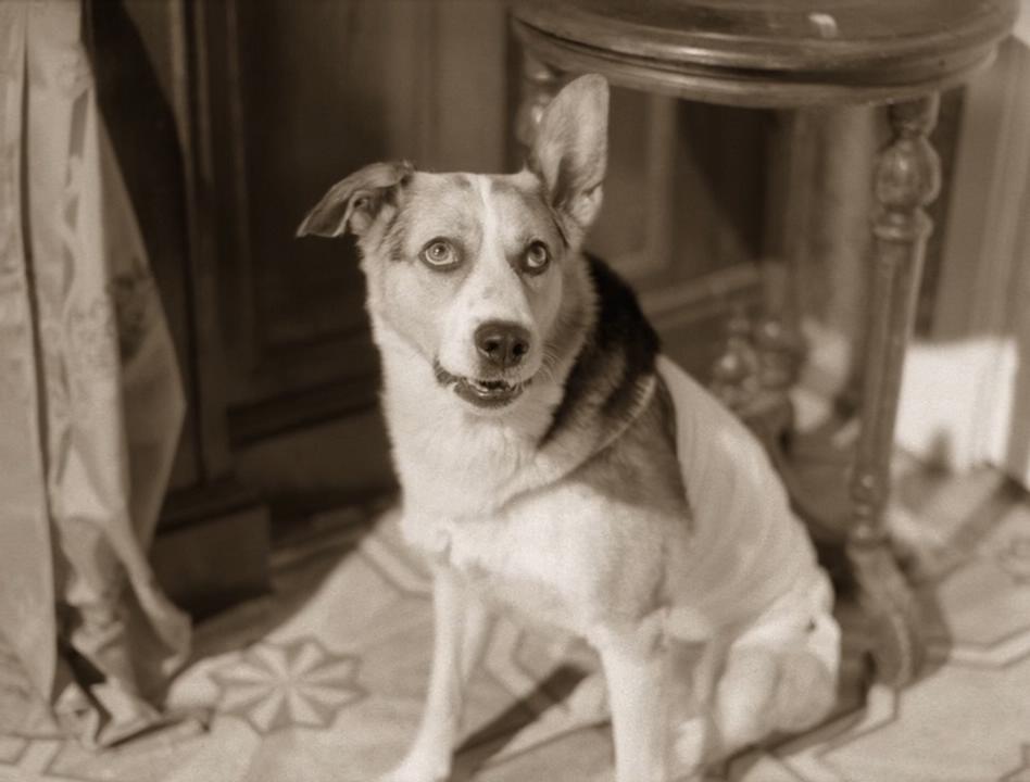 狗心剧照的剧照