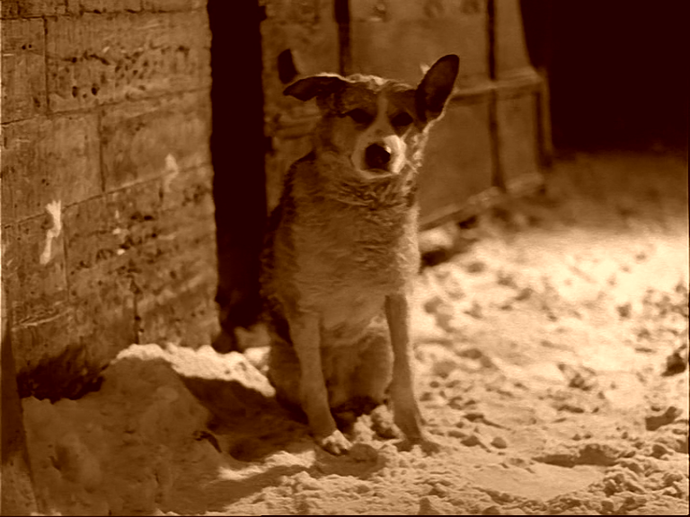 狗心剧照的剧照