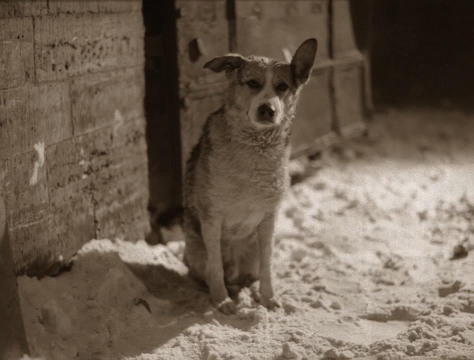 狗心剧照的剧照