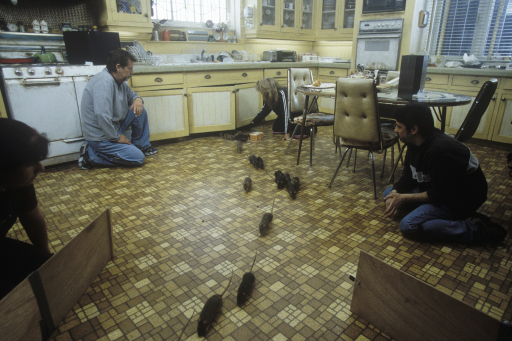 驭鼠怪人剧照的剧照