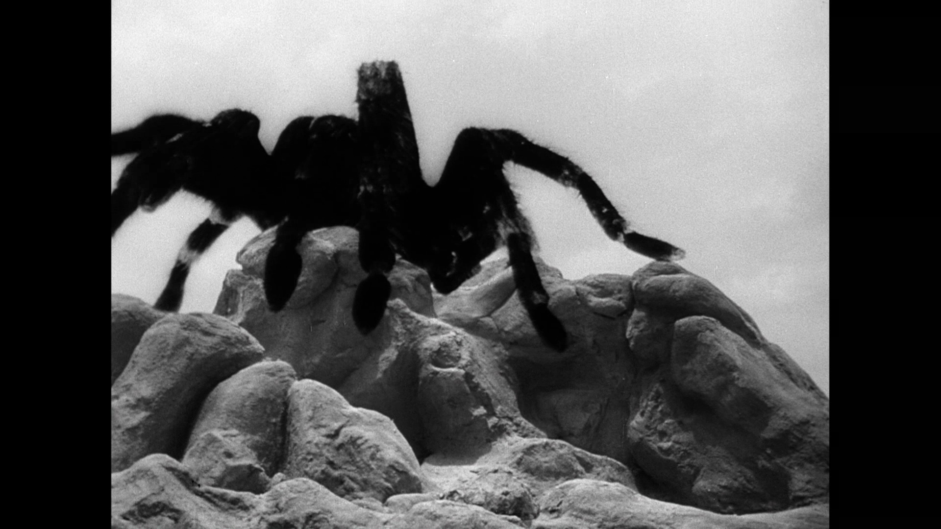 狼蛛剧照的剧照