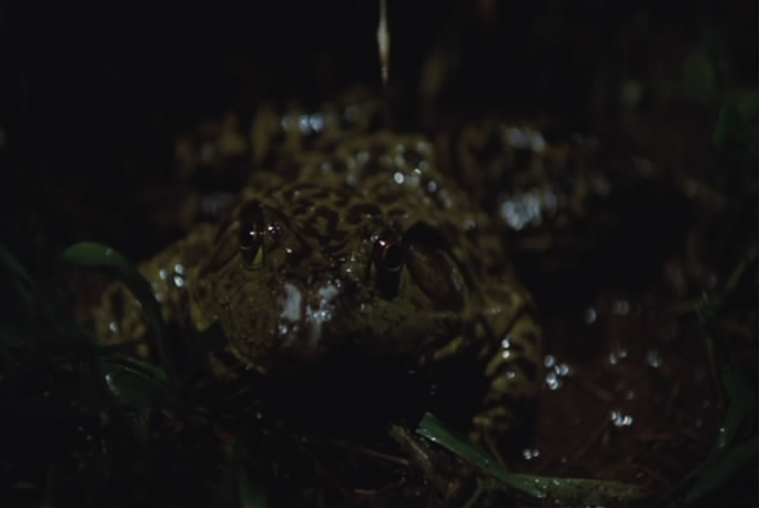 鳗鱼剧照的剧照