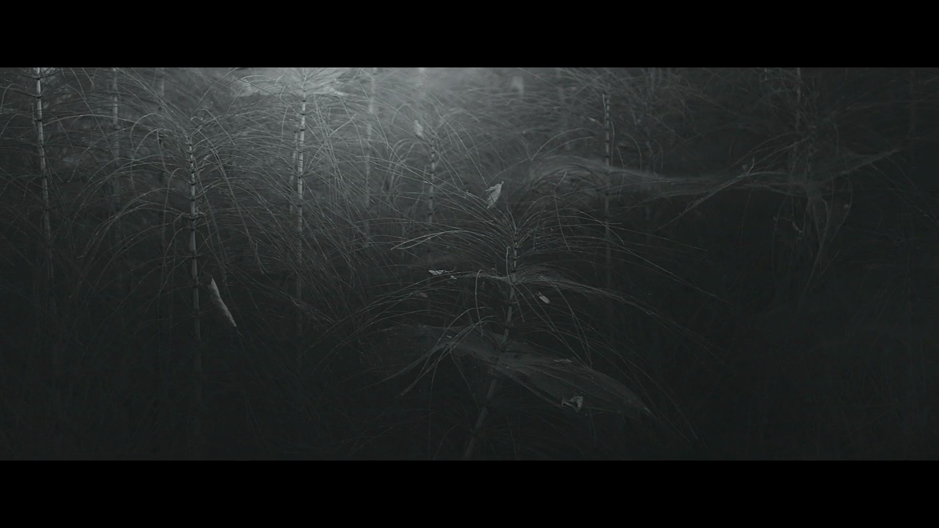 小鹿剧照的剧照