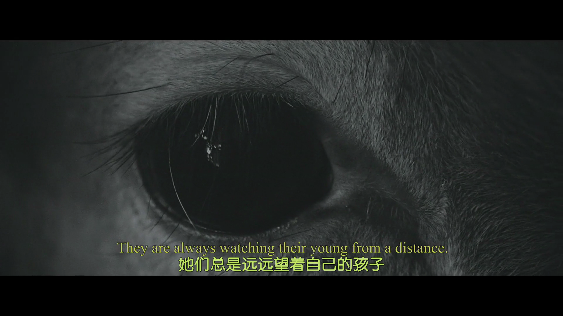 小鹿剧照的剧照