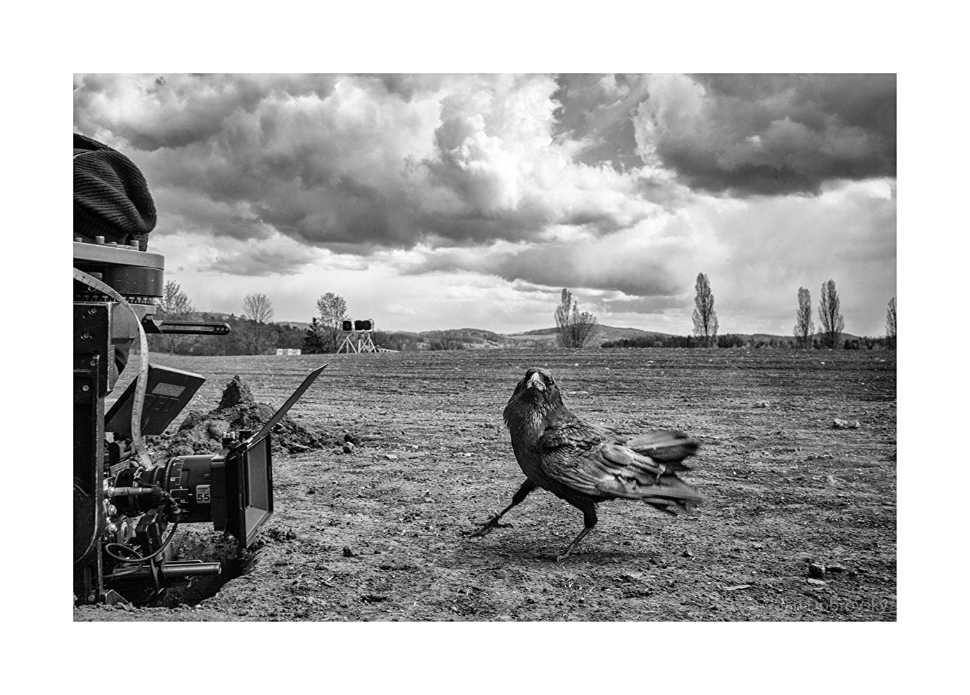 被涂污的鸟剧照的剧照