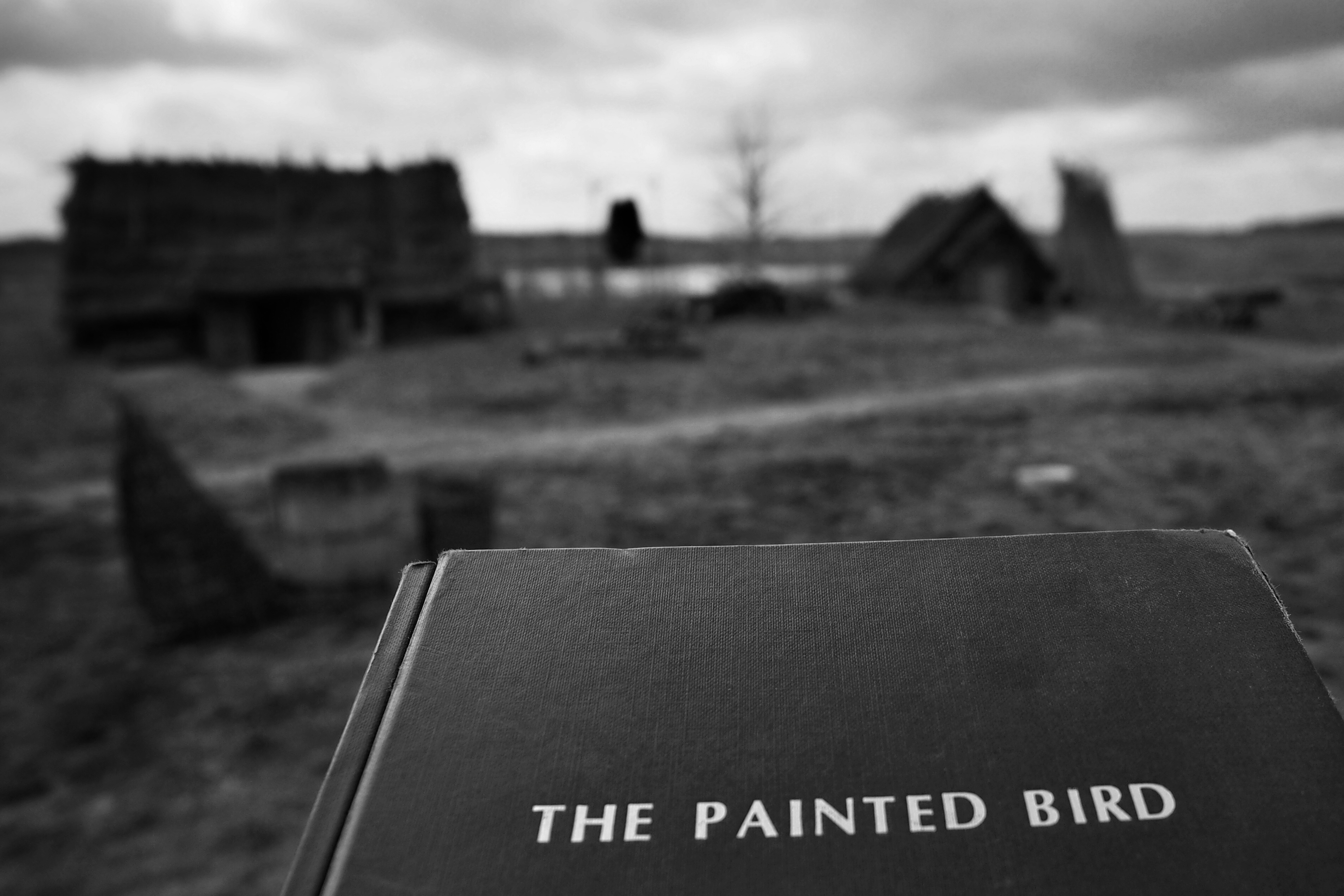 被涂污的鸟剧照的剧照