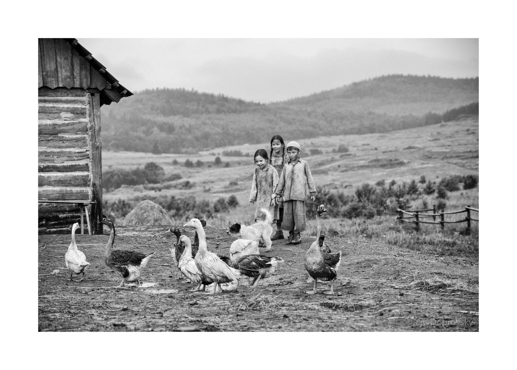 被涂污的鸟剧照的剧照