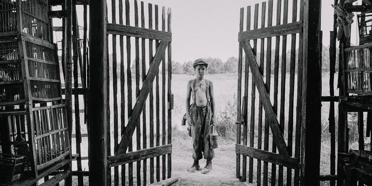 被涂污的鸟剧照的剧照