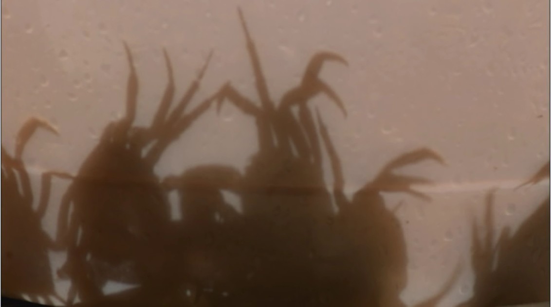 毕，别害怕剧照的剧照