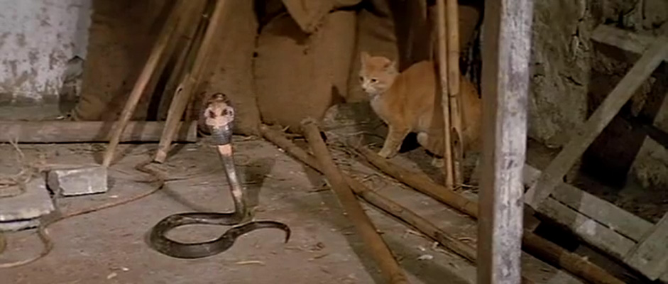 蛇形刁手剧照的剧照