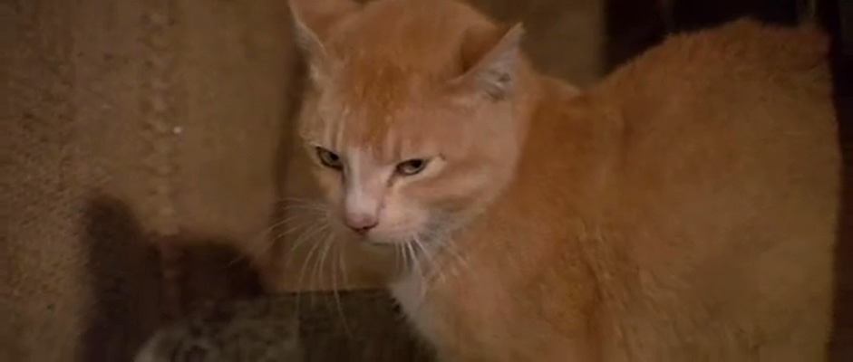 蛇形刁手剧照的剧照