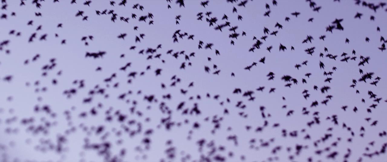 她不知道名字的那些鸟儿剧照的剧照