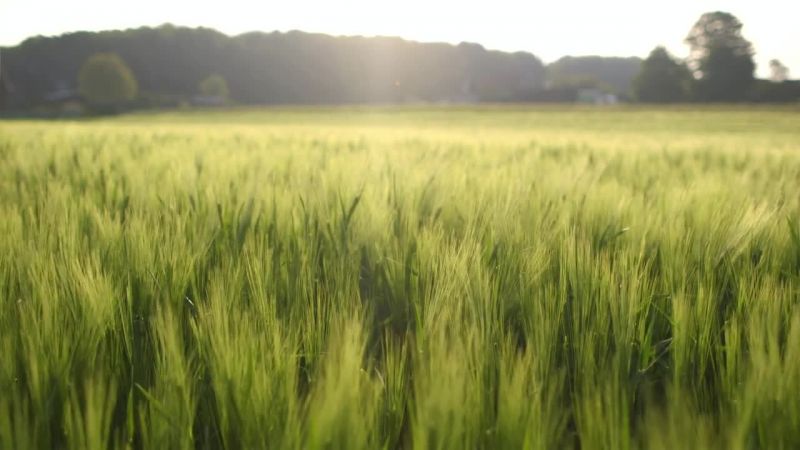 Caligula with Mary Beard剧照的剧照