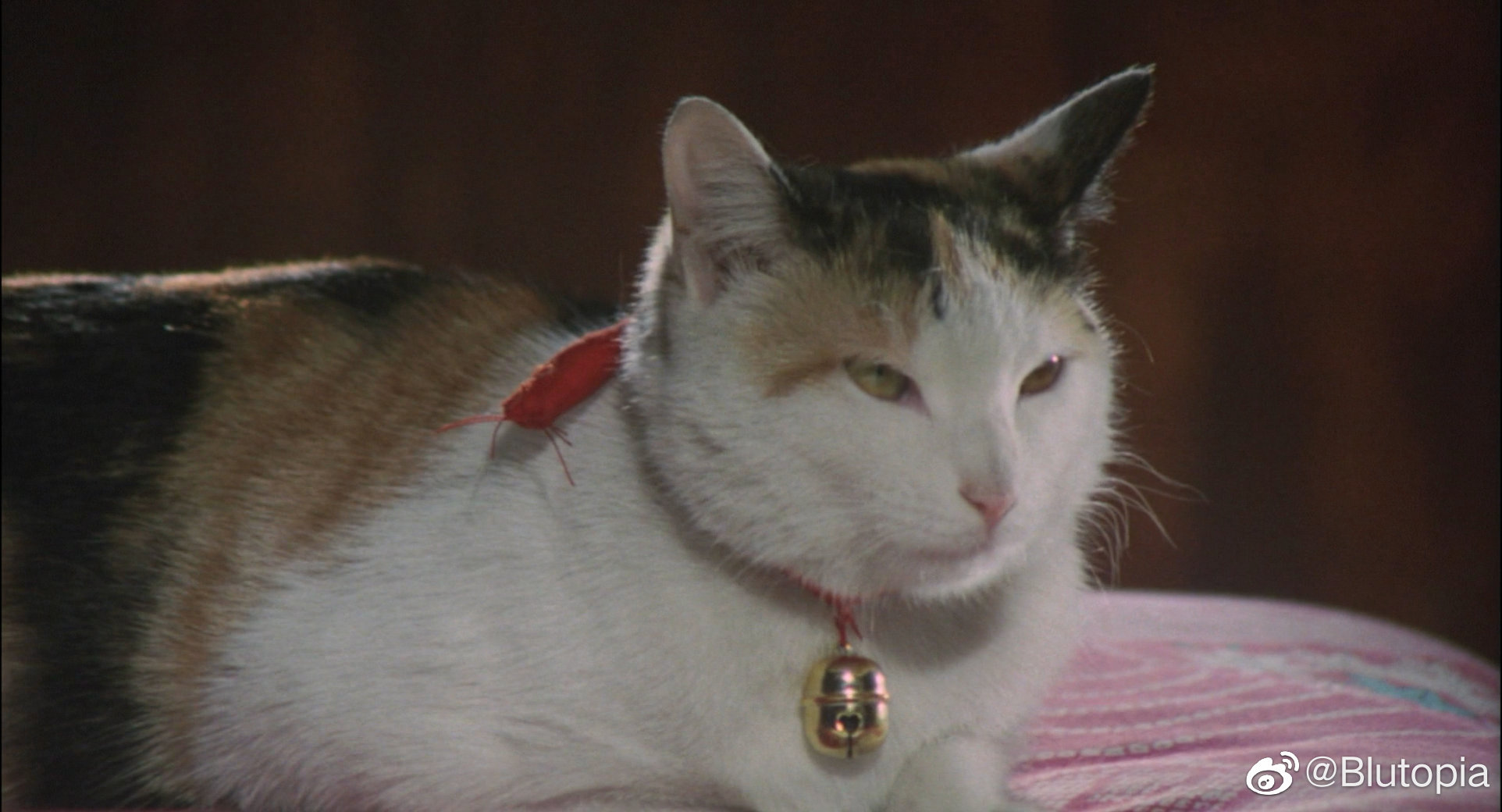 我是猫剧照的剧照