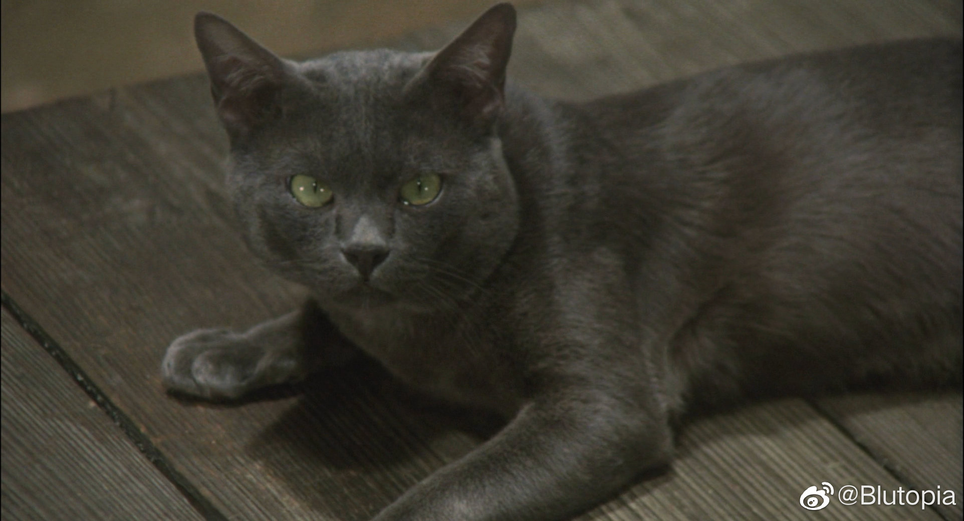 我是猫剧照的剧照