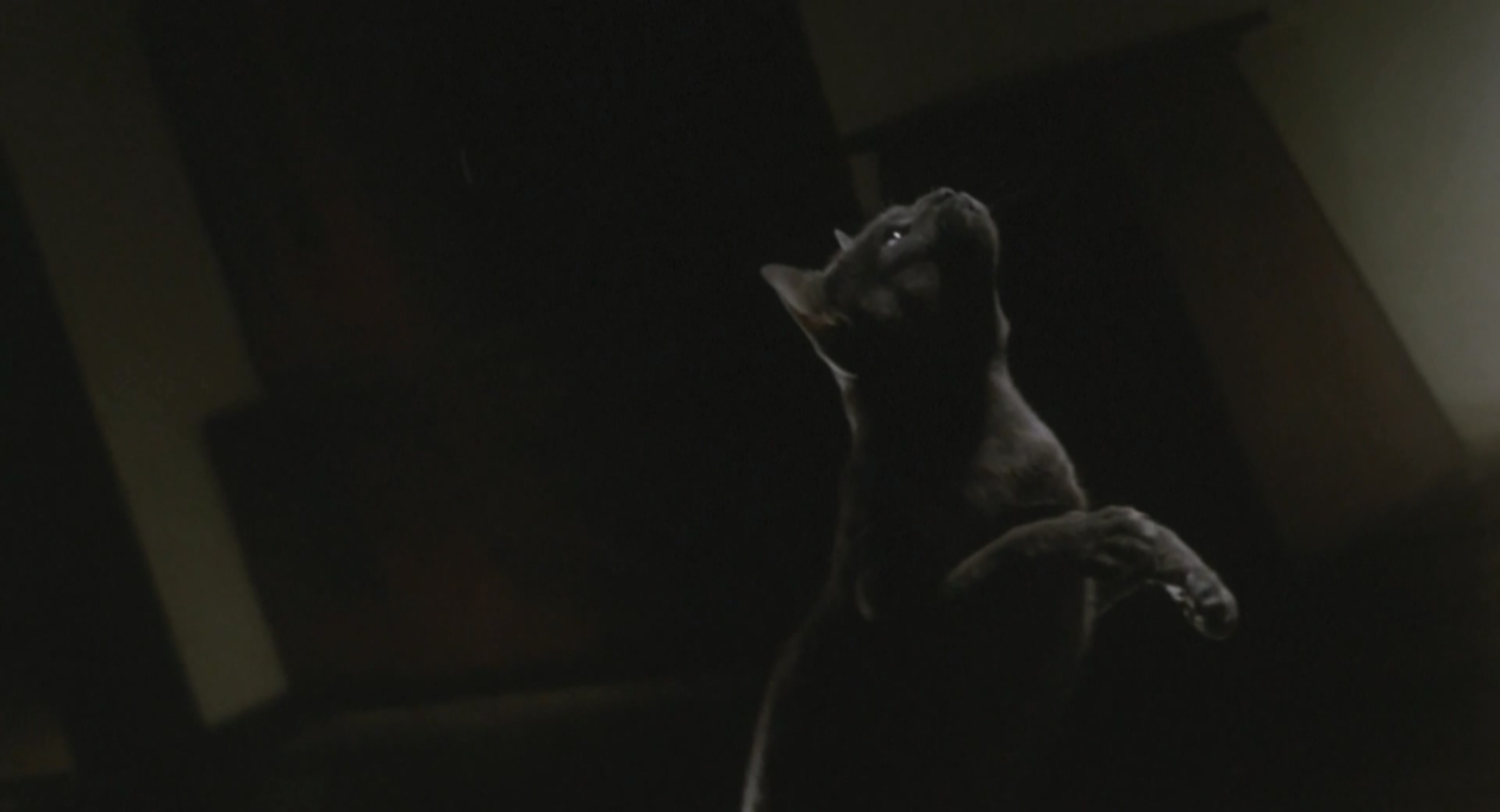 我是猫剧照的剧照