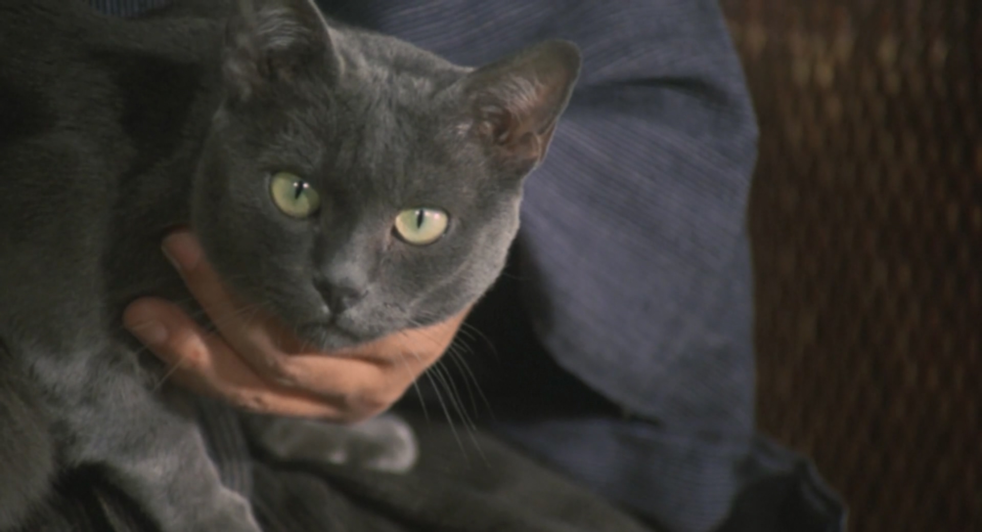 我是猫剧照的剧照