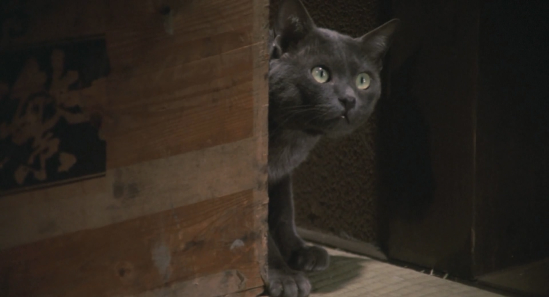 我是猫剧照的剧照