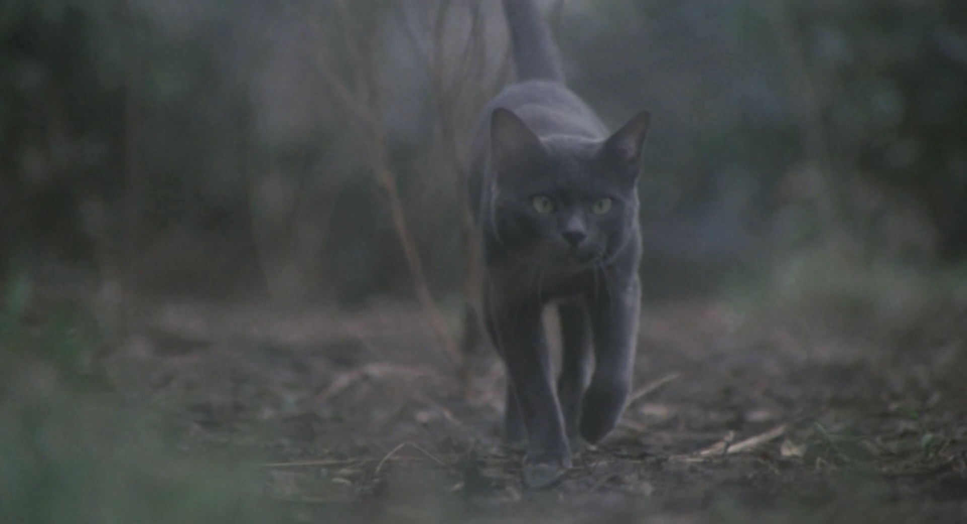 我是猫剧照的剧照