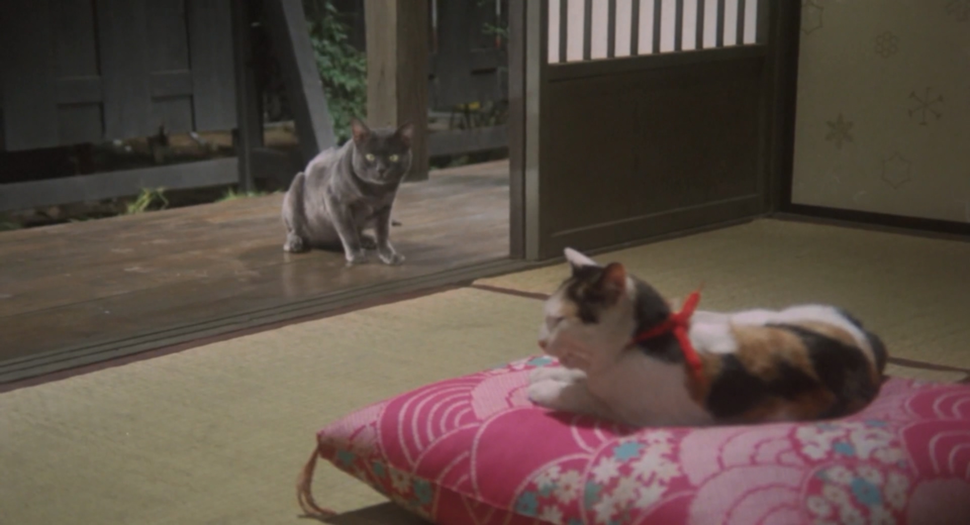 我是猫剧照的剧照