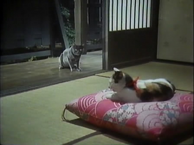 我是猫剧照的剧照