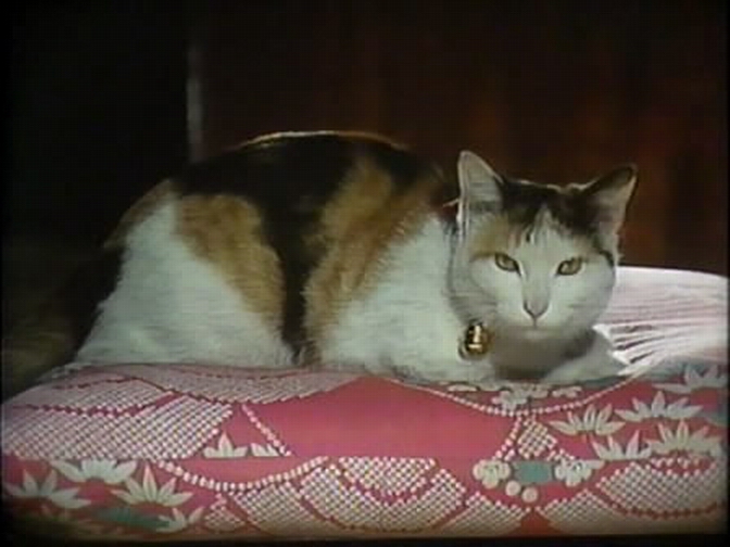 我是猫剧照的剧照