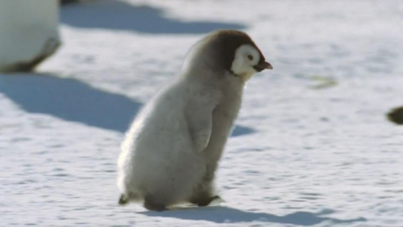 冰上动物宝宝剧照的剧照