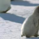 冰上动物宝宝剧照