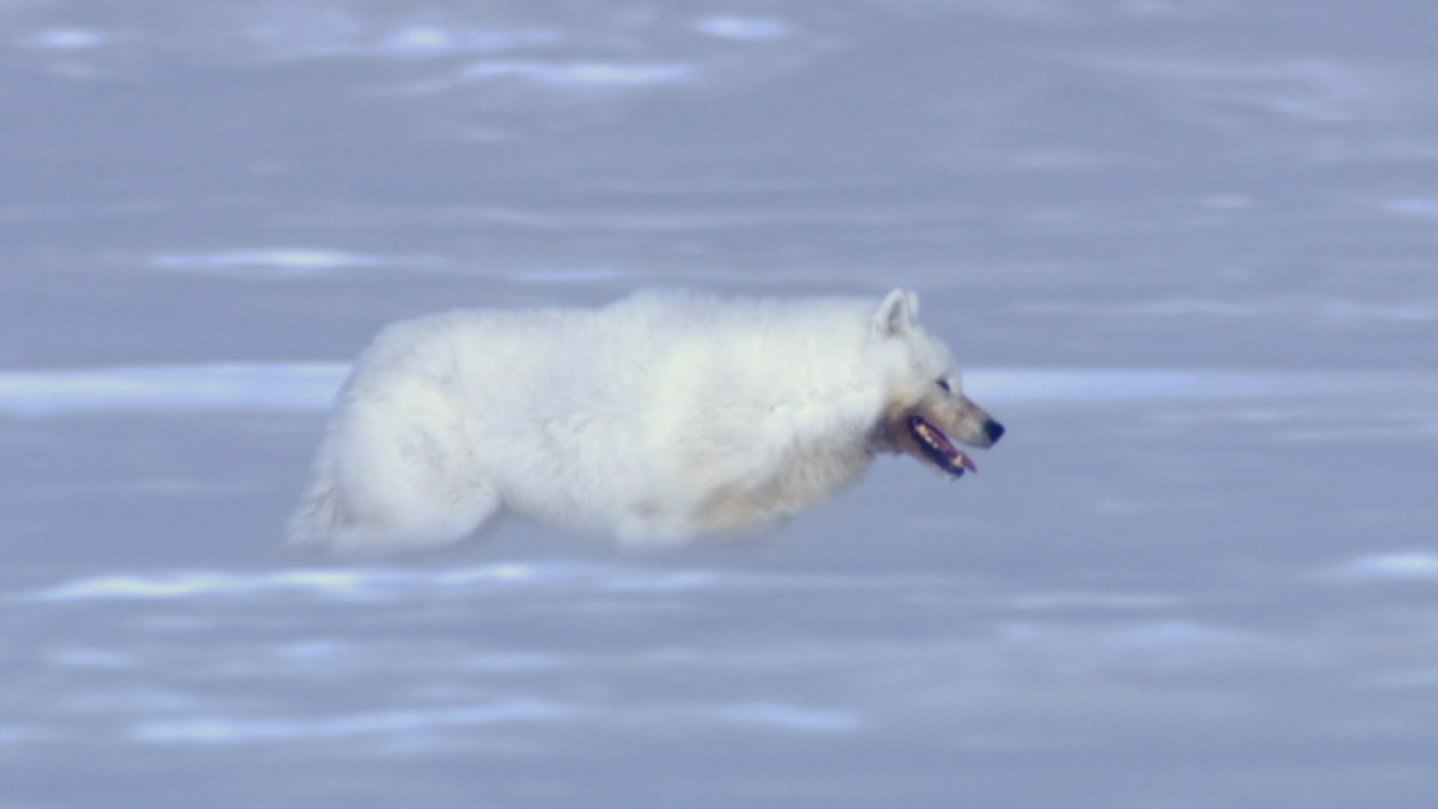 冰上动物宝宝剧照的剧照