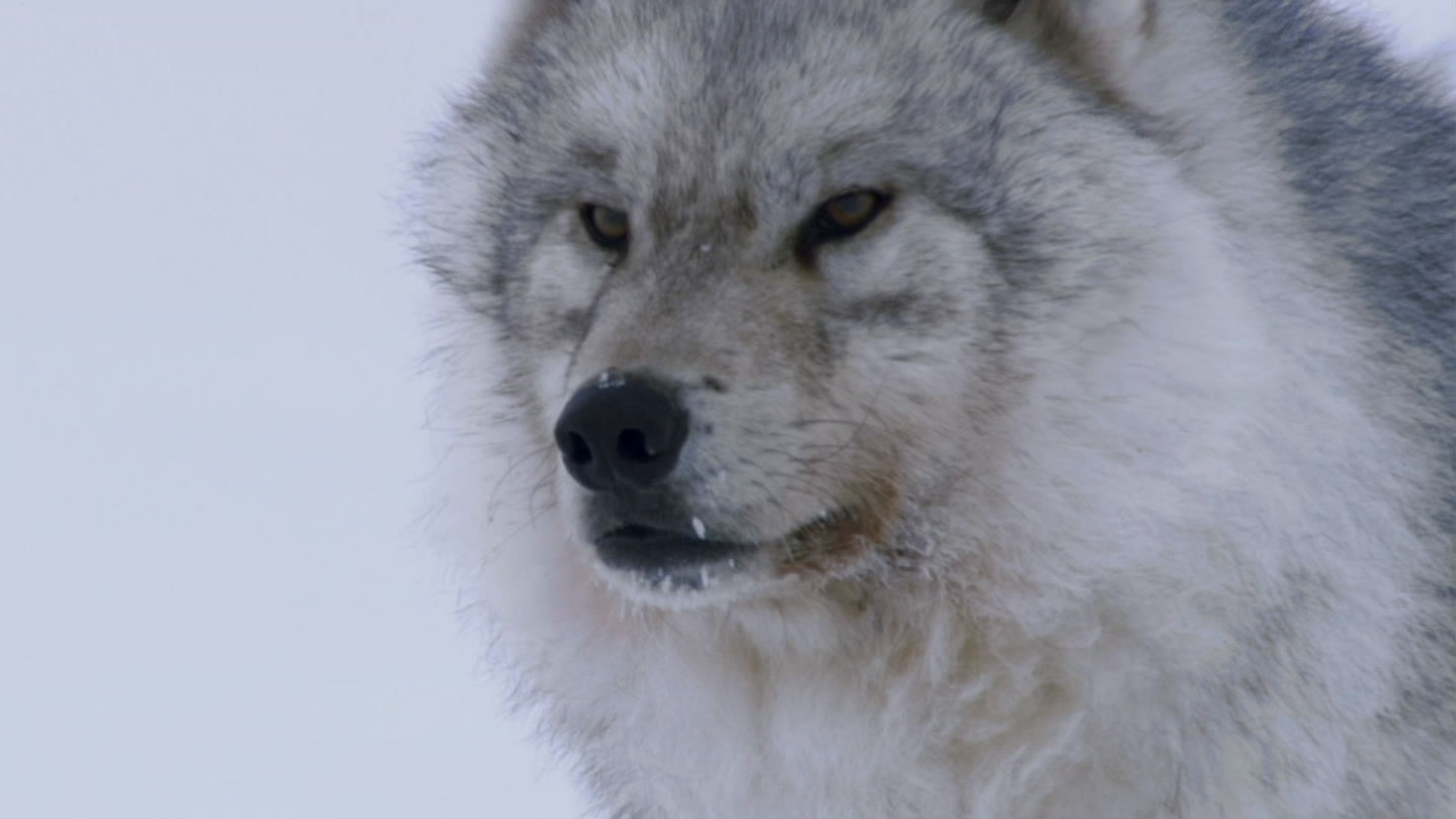 冰上动物宝宝剧照的剧照