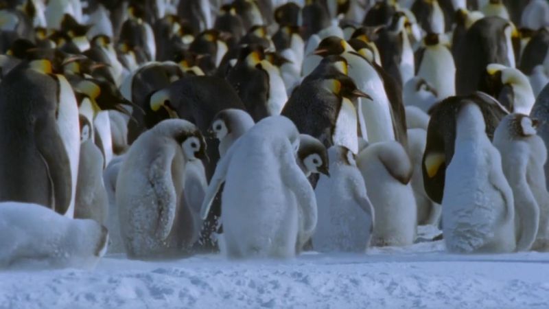 冰上动物宝宝剧照的剧照