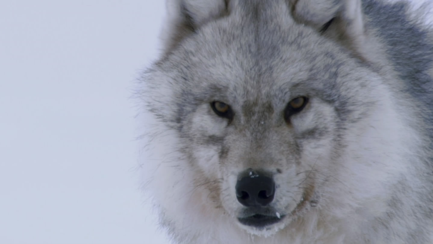 冰上动物宝宝剧照的剧照